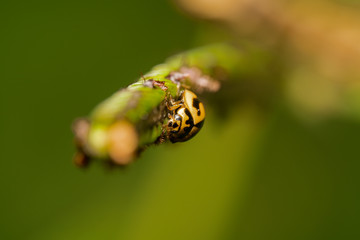 Yellow and black spot lady bug walking up looking at the camera with green background
