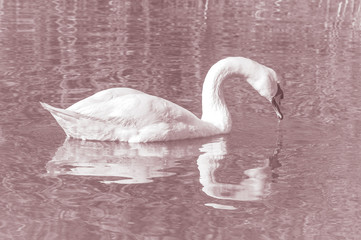 Swan, graceful bird on the water surface of the lake.