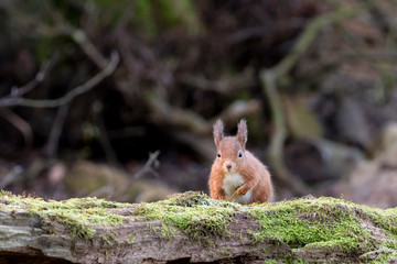 Naklejka na ściany i meble Red Squirrel (Sciurus vulgaris) facing camera on fallen moss covered log
