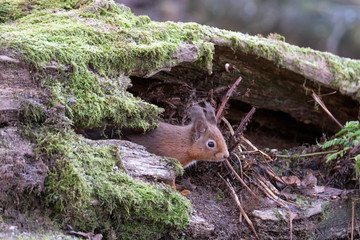Red Squirrel (Sciurus vulgaris) on fallen moss covered log