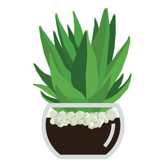 Succulent plant in glass pot Vector illustration Isolated object