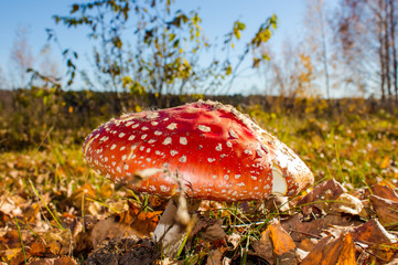 single fly agaric (amanita) with a big red spotted cap in the autumn forest
