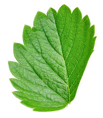 Strawberry leaf isolated on white
