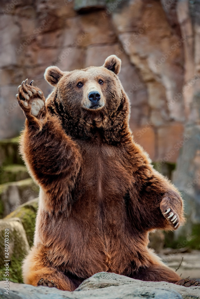 Wall mural big bear greeting