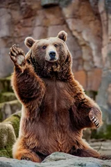 Fotobehang Big bear greeting © perpis
