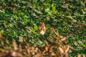 Squirrel standing in grass and leafs on the ground. Eating nuts. Right profile.