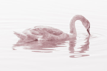 Swan, graceful bird on the water surface of the lake.
