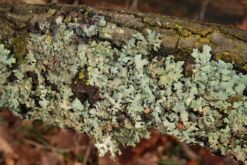 Lichen