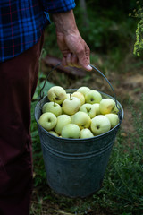 Harvest of summer apples