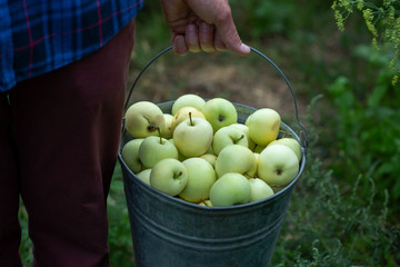 Harvest of local apples