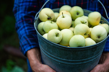 Harvest of organic apples