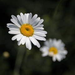 La simmetria della natura