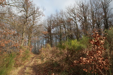 Sentier de randonnée de la Loire