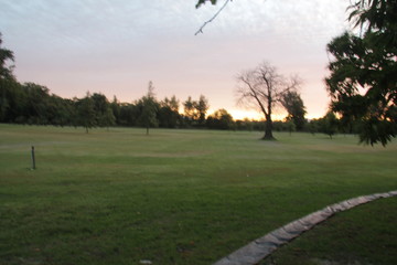 Sunset in the grass