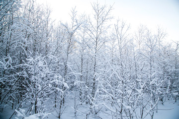 Fototapeta na wymiar winter snowy forest. on the branches snow drifts.