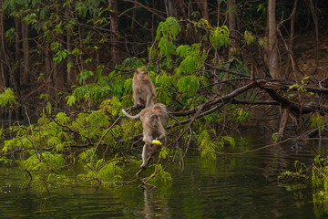 Two monkeys climb tree