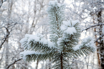 winter snowy forest. tree with green needles all in the snow.
