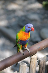 Loro multicolor