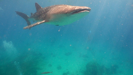 Whale Shark swimming in the clear blue water. Rhincodon typus. Whale shark underwater. Philippines,...