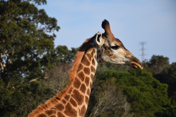 Giraffe