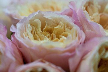 beautiful large bouquet of unusual pink-yellow roses