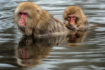 Naklejka premium Snow monkey