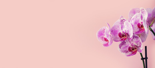 Fototapeta na wymiar Purple orchid on pastel pink background. Banner with copy space. Spring, woman day concept.