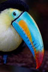 Toucan