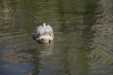 White and fluffy ass swan swimming on a lake