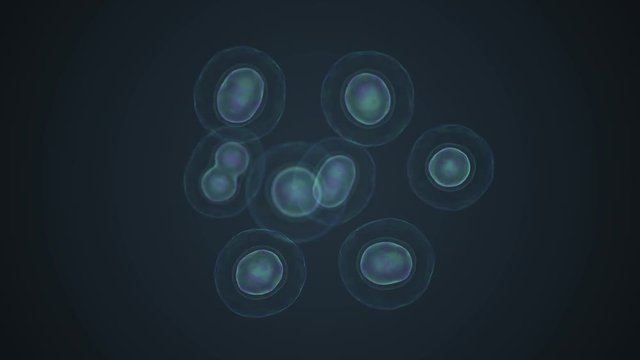 Cell division - mitosis and reproduction concept. 3D rendered animation.