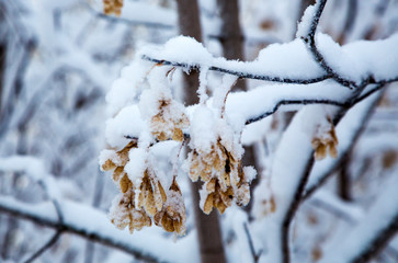 tree branch covered with white fluffy snow.