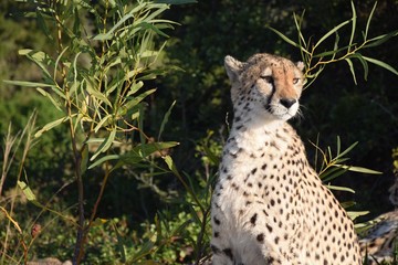 Cheetah