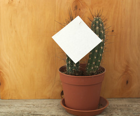 Sheet of blank note paper attached to a cactus needle