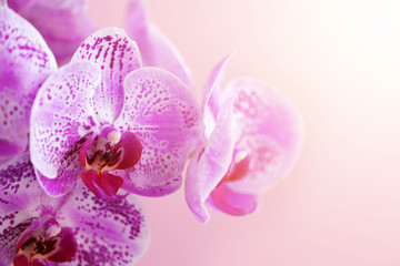 Violet orchid on pink background. Banner with copy space. Spring, woman day concept. Light bokeh effect