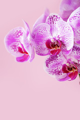 Fototapeta na wymiar Violet orchid on pastel pink background. Banner with copy space. Spring, woman day concept.