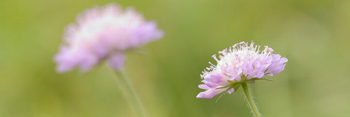 beautiful tender flowers of the bloomer blooming in the summer field