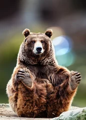 Fotobehang gracefully seated bear © perpis