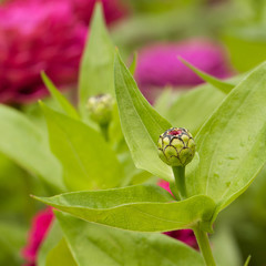 beautiful funny buds and flowers of monarda in the summer park or in the garden