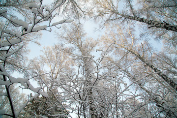 tree branch covered with white fluffy snow.