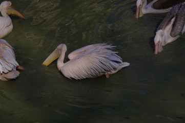  Pelican hunts on the lake