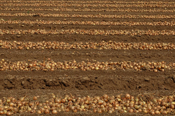 onions on field