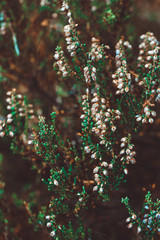 Macro photography of heather in a spring forest. Beautiful vibrant nature background.