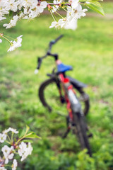A bike in a spring garden surrounded by white cherry blossoms_