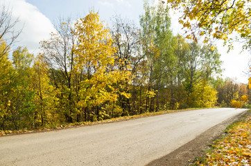 asphalt road in autumn forest