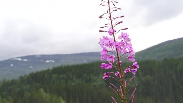 The tall purple flowers rosebay willowherb on norwegian nature.