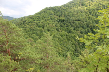 Obraz premium nature