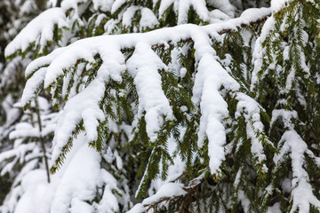 The white and green beautiful winter background of the branches of the fir or spruce tree under the...