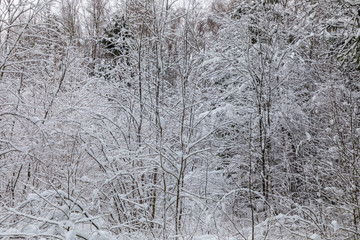 The white beautiful winter background of the branches of the trees in the forest or in the park under the snow and hoar