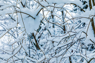 The white beautiful winter background of the branches of the trees in the forest or in the park under the snow and hoar