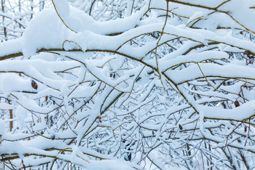 The white beautiful winter background of the branches of the trees in the forest or in the park...